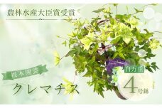 【先行予約】クレマチス 白万重 5号鉢 | 花 お花 ホワイト 白 5号 花ギフト フラワーギフト 鉢花 鉢植え ギフト プレゼント 贈答 農林水産大臣賞受賞 根本園芸