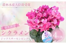 【先行予約】シクラメン ジックス サーモンピンク 4号鉢 | 花 お花 ガーデンシクラメン ピンク 4号 花ギフト フラワーギフト 鉢花 鉢植え ギフト プレゼント 贈答 農林水産大臣賞受賞 根本園芸