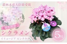 【先行予約】シクラメン イリュージア ピンクラテ 5号鉢 | 花 お花 ガーデンシクラメン ピンク 5号 花ギフト フラワーギフト 鉢花 鉢植え ギフト プレゼント 贈答 農林水産大臣賞受賞 根本園芸