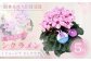 【先行予約】シクラメン イリュージア ピンクラテ 5号鉢 | 花 お花 ギフト フラワーギフト 根本園芸