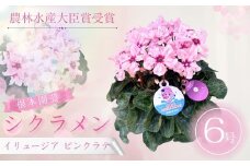 【先行予約】シクラメン イリュージア ピンクラテ 6号鉢 | 花 お花 ガーデンシクラメン ピンク 6号 花ギフト フラワーギフト 鉢花 鉢植え ギフト プレゼント 贈答 農林水産大臣賞受賞 根本園芸