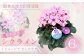 【先行予約】シクラメン イリュージア ピンクラテ 6号鉢 | 花 お花 ギフト フラワーギフト 根本園芸