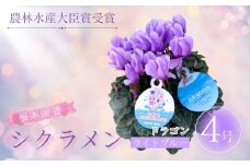 【先行予約】シクラメン ドラゴン ライトブルー 4号鉢 | 花 お花 ガーデンシクラメン ブルー 青 4号 花ギフト フラワーギフト 鉢花 鉢植え ギフト プレゼント 贈答 農林水産大臣賞受賞 根本園芸