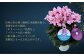 【先行予約】シクラメン ドラゴン ライトブルー 4号鉢 | 花 お花 ギフト フラワーギフト 根本園芸