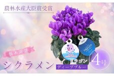 【先行予約】シクラメン ドラゴン ディープブルー 4号鉢 | 花 お花 ガーデンシクラメン ブルー 青 4号 花ギフト フラワーギフト 鉢花 鉢植え ギフト プレゼント 贈答 農林水産大臣賞受賞 根本園芸