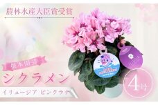 【先行予約】シクラメン イリュージア ピンクラテ 4号鉢 | 花 お花 ガーデンシクラメン ピンク 4号 花ギフト フラワーギフト 鉢花 鉢植え ギフト プレゼント 贈答 農林水産大臣賞受賞 根本園芸