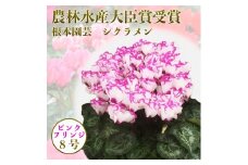 【先行予約】シクラメン ピンク系フリンジ 8号鉢 | 花 お花 ガーデンシクラメン ピンク 8号 花ギフト フラワーギフト 鉢花 鉢植え ギフト プレゼント 贈答 農林水産大臣賞受賞 根本園芸