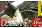 しじみのり 288枚 48袋(8袋×6個) | 味付け海苔 味付けのり のり 海苔 おかず おにぎり