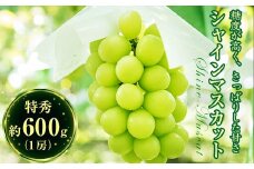 伊達市産 特秀 シャインマスカット約600g（1房）F20C-154
