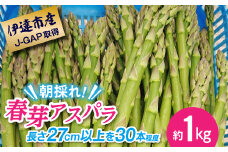 【伊達市産J-GAP取得】朝採り春芽アスパラ約1kg（27センチ以上　30本程度） F20C-321
