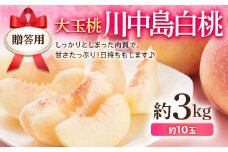 福島県産 川中島白桃 3kg（約10玉） 2025年8月中旬～2025年8月下旬発送 2025年出荷分 先行予約 予約 白桃 大玉 伊達の桃 桃 贈り物 贈答 ギフト もも モモ 果物 くだもの フルーツ 国産 食品 F20C-521
