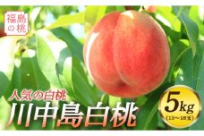 福島県産 川中島白桃 5kg 2024年8月中旬～2024年8月下旬発送 先行予約 予約 白桃 大玉 伊達の桃 桃 もも モモ 果物 くだもの フルーツ 国産 食品 F20C-560