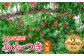 伊達市産 あかつき大玉 約2kg 6玉