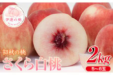 福島県産 さくら白桃 2kg 2025年9月上旬～2025年9月中旬発送 2025年出荷分 先行予約 予約 大玉 固め 白桃 伊達の桃 桃 もも モモ 果物 くだもの フルーツ 国産 食品 F20C-636
