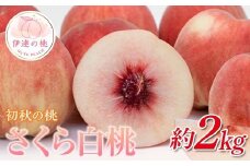 【2026年出荷分先行予約】福島県産 さくら白桃 約2㎏ (5～8玉) 斎藤果樹園 大玉 固め 白桃 伊達の桃 桃 フルーツ 果物 もも モモ momo F20C-636