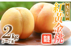 福島県産 紅黄金桃 2kg 2025年8月中旬～2025年9月上旬発送 2025年出荷分 先行予約 予約 数量限定 大きめ 伊達の桃 桃 もも モモ 果物 くだもの フルーツ 国産 食品 F20C-641