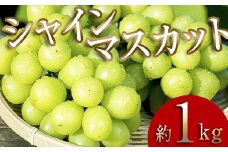 ＜2025年秋発送分先行予約＞大人気！復活！伊達市産 シャインマスカット 約1kg（2～3房）フルーツ 果物 ぶどう マスカット デザート 福島県 伊達市 F20C-655