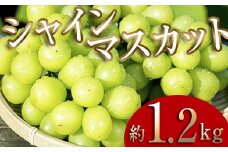 ＜2025年秋発送分先行予約＞大人気！復活！伊達市産 シャインマスカット 約1.2kg（2～4房）フルーツ 果物 ぶどう マスカット デザート 福島県 伊達市 F20C-656