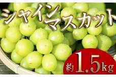 ＜2025年秋発送分先行予約＞大人気！復活！伊達市産 シャインマスカット 約1.5kg（2～4房）フルーツ 果物 ぶどう マスカット デザート 福島県 伊達市 F20C-657