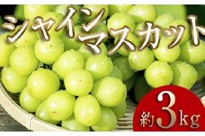 ＜2025年秋発送分先行予約＞大人気！たくさん届く 伊達市産 シャインマスカット 約3kg（3～6房）フルーツ 果物 ぶどう マスカット デザート 福島県 伊達市 F20C-659