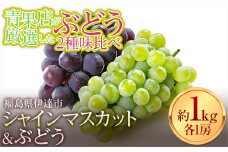 ＜2023年秋発送＞青果店が厳選したぶどう2種 味比べ シャインマスカット＆ぶどう 1房ずつ 合計約1kg フルーツ 果物 ぶどう ピオーネ マスカット デザート 福島県 伊達市 F20C-669