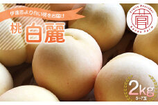 福島県産 白麗 はくれい 2kg 2025年8月中旬～2025年8月下旬発送 2025年出荷分 先行予約 予約 白い桃 限定 伊達の桃 桃 もも モモ 果物 くだもの フルーツ 国産 食品 F20C-730