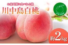 【2026年出荷分先行予約】福島県産 川中島白桃 約2kg (5～9玉) 遠藤果樹園 白桃 大玉 伊達の桃 桃 フルーツ 果物 もも モモ momo F20C-831