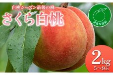 福島県産 さくら白桃 2kg 2025年9月上旬～2025年9月中旬発送 2025年出荷分 先行予約 予約 大玉 固め 白桃 伊達の桃 桃 もも モモ 果物 くだもの フルーツ 国産 食品 F20C-833
