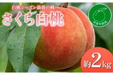 【2026年出荷分先行予約】福島県産 さくら白桃 約2㎏ (5～9玉) 遠藤果樹園 大玉 固め 白桃 伊達の桃 桃 フルーツ 果物 もも モモ momo F20C-833