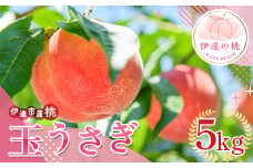 福島県産 玉うさぎ 5kg 2025年8月下旬～2025年9月上旬発送 2025年出荷分 先行予約 予約 新品種 たまうさぎ 固め 伊達の桃 桃 もも モモ 果物 くだもの フルーツ 国産 食品 F20C-834