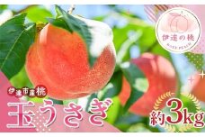【2026年出荷分先行予約】福島県産 玉うさぎ 約3kg (6～12玉) サトー農園 新品種 たまうさぎ 固め 伊達の桃 桃 フルーツ 果物 もも モモ momo F20C-835