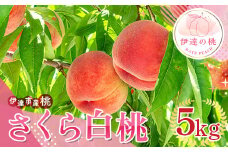 福島県産 さくら白桃 5kg 2025年9月上旬～2025年9月中旬発送 2025年出荷分 先行予約 予約 大玉 固め 白桃 伊達の桃 桃 もも モモ 果物 くだもの フルーツ 国産 食品F20C-836