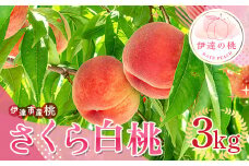 福島県産 さくら白桃 3kg 2025年9月上旬～2025年9月中旬発送 2025年出荷分 先行予約 予約 大玉 固め 白桃 伊達の桃 桃 もも モモ 果物 くだもの フルーツ 国産 食品 F20C-837