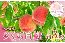 【2026年出荷分先行予約】福島県産 さくら白桃 約3kg (6～12玉) サトー農園 大玉 固め 白桃 伊達の桃 桃 フルーツ 果物 もも モモ momo F20C-837