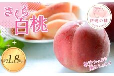 【2026年出荷分先行予約】福島県産 さくら白桃 約1.8㎏ (4～7玉) あかい果樹園  伊達の桃 桃 フルーツ 果物 もも モモ momo F20C-911