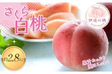 【2026年出荷分先行予約】福島県産 さくら白桃 約2.8㎏ (6～11玉) あかい果樹園  伊達の桃 桃 フルーツ 果物 もも モモ momo F20C-912