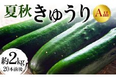 夏秋きゅうりA品 約2kg（20本前後）令和7年発送 キュウリ 野菜 漬物 福島県 伊達市 F20C-994