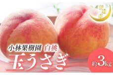 【2026年出荷分先行予約】福島県産 玉うさぎ 約3kg (8～12玉) 小林果樹園 伊達の桃 桃 フルーツ 果物 もも モモ momo F21C-010