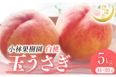 2025年出荷分 先行予約 福島県産 玉うさぎ 5kg 2025年9月上旬～2025年9月中旬発送 先行予約 予約 伊達の桃 伊達市 桃 もも モモ 果物 くだもの フルーツ 名産品 国産 食品 F21C-011