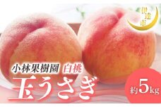 【2026年出荷分先行予約】福島県産 玉うさぎ 約5kg (14～20玉) 小林果樹園 伊達の桃 桃 フルーツ 果物 もも モモ momo F21C-011
