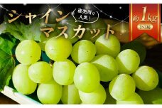 2025年出荷 先行予約 直売所で人気のシャインマスカット約1kg（2～3房） フルーツ 果物 ぶどう マスカット デザート 福島県 伊達市 F21C-040