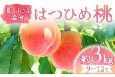 【2025年出荷分 先行予約】夏の小さな幸せ 桃「はつひめ」約3kg（9～12玉） 桃 もも モモ 果物 くだもの フルーツ 国産 食品 F21C-068