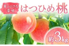 【2026年出荷分先行予約】福島県産 はつひめ 約3kg (9～12玉) 福島の桃農家ペシェエラ 夏の小さな幸せ 伊達の桃 桃 フルーツ 果物 もも モモ momo F21C-068