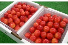 さくらんぼ 『紅秀峰』1kg相当（500gパック×2） 国見町産　※沖縄・離島への配送不可　※2024年6月上旬～6月下旬頃に順次発送予定