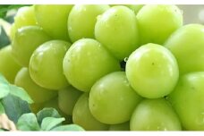 ぶどう「大人気のシャインマスカット」と旬のぶどうセット 3kg　※沖縄・離島への配送不可　※2025年9月上旬～9月下旬頃に順次発送予定