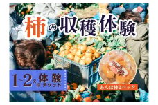 【季節限定】1～2人用／柿の収穫体験 チケット あんぽ柿（2トレー）
※着日指定不可
※沖縄・離島への配送不可
※2023年10月上旬～2024年2月下旬頃に順次発送予定