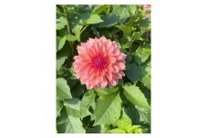 川俣町産ダリア生花　なまはげシリーズ　セット【1590809】