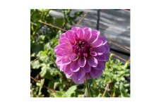 川俣町産生花ダリア　一般ミックス品【1590812】