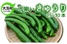 訳あり 野菜 不揃い きゅうり 25本～30本 《数量限定》 新鮮 夏野菜 大玉村 もったいない野菜 【01093】 キュウリ SDGs 余剰野菜 フードロス 食品ロス