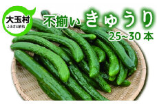 訳あり わけあり 野菜 不揃い きゅうり 25本～30本 《数量限定》 新鮮 夏野菜 大玉村 もったいない野菜 【01093】 キュウリ SDGs 余剰野菜 フードロス 食品ロス